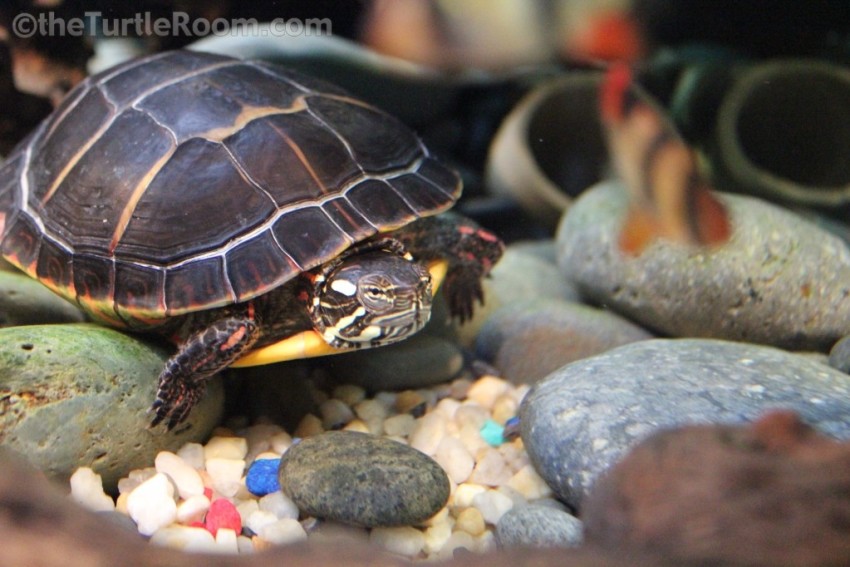 Adult Female Chrysemys picta picta (Eastern Painted Turtle)