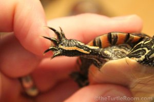 Sub-Adult Male Chrysemys dorsalis (Southern Painted Turtle)