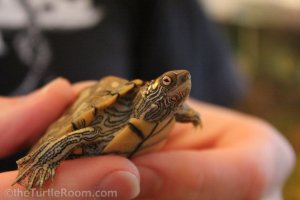 Adult Male Graptemys versa (Texas Map Turtle)