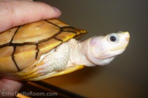 Male Caramel Pink Red-Eared Slider (Trachemys scripta elegans)