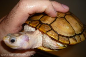 Male Caramel Pink Red-Eared Slider (Trachemys scripta elegans)