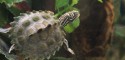 Hatchling Graptemys nigrinoda delticola (Delta Map Turtle)