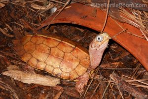 Adult Male Geoemyda spengleri (Vietnamese Black-Breasted Leaf Turtle)