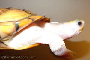 Female Caramel Pink Red-Eared Slider (Trachemys scripta elegans)