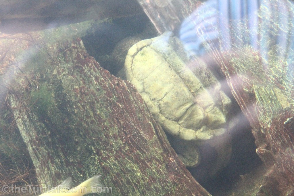 Macrochelys temminickii (Alligator Snapping Turtle)