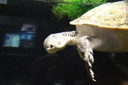 Chelodina Macrochelodina expansa Gallery – theTurtleRoom