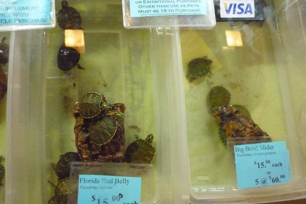 Turtles on Display at Hamburg Reptile Show (photo courtesy of Mike R.)