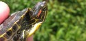 Hatchling Red-Eared Slider from a Pennsylvania pond (a non-native area)