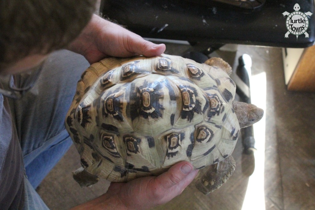 Stigmochelys pardalis (Leopard Tortoise)