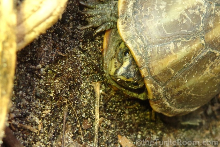 Adult Female Kinosternon baurii (3-Striped Mud Turtle)