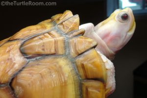 Adult Female Trachemys scripta elegans (Red-Eared Slider) - Caramel Pink