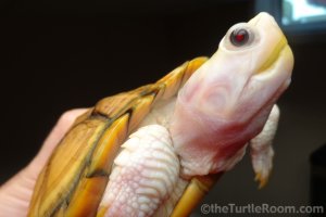 Adult Female Trachemys scripta elegans (Red-Eared Slider) - Caramel Pink