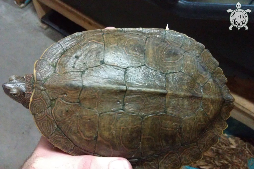 Graptemys pseudogeographica pseudogeographica (False Map Turtle)