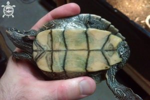 Adult Male Graptemys pseudogeographica pseudogeographica (False Map Turtle)