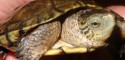 Juvenile Female Actinemys marmorata (Pacific Pond Turtle)