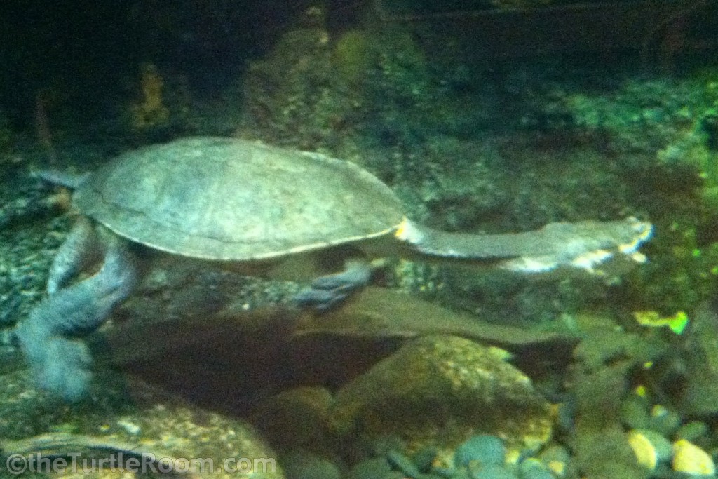 Chelodina expansa (Broad-Shelled Long-Necked Turtle)