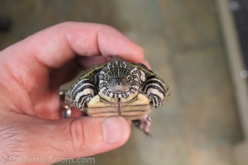 Adult Male Graptemys caglei (Cagle's Map Turtle)