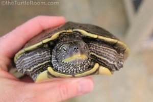 Adult Female Graptemys pseudogeographica pseudogeographica (False Map Turtle)