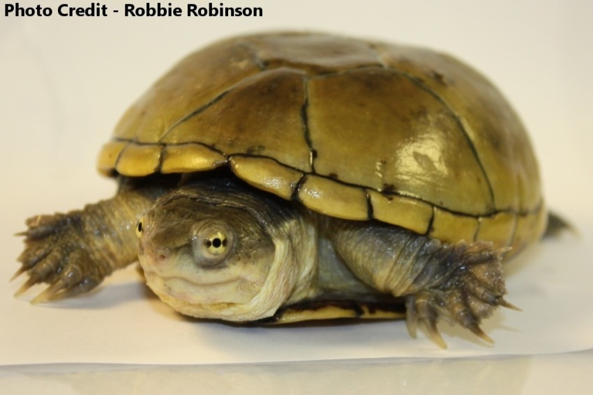 Adult Female Kinosternon flavescens (Yellow Mud Turtle)