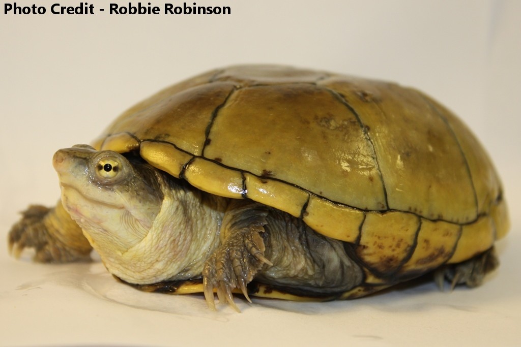 Kinosternon flavescens (Yellow Mud Turtle)