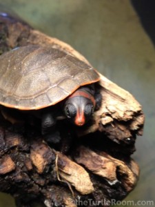 Yearling Podocnemis erythrocephela (Red-Headed Amazon River Turtle)