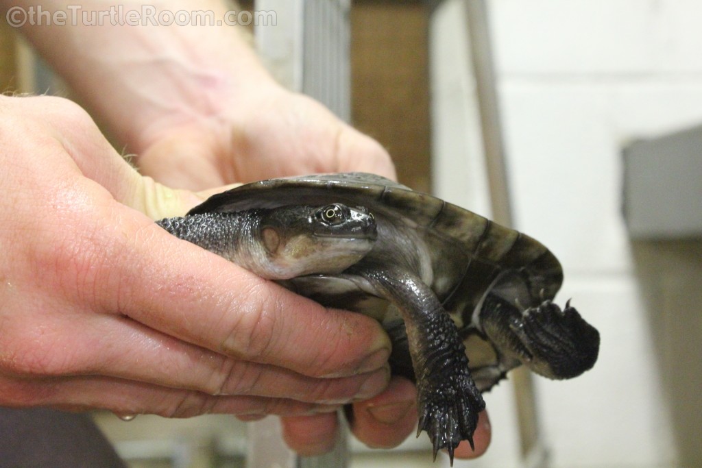 Adult Male Chelodina mccordi (Roti Island Snake-Necked Turtle)