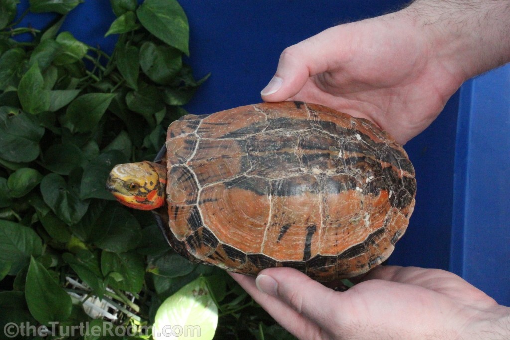 Cuora galbinifrons (Indochinese Flowerback Box Turtle)