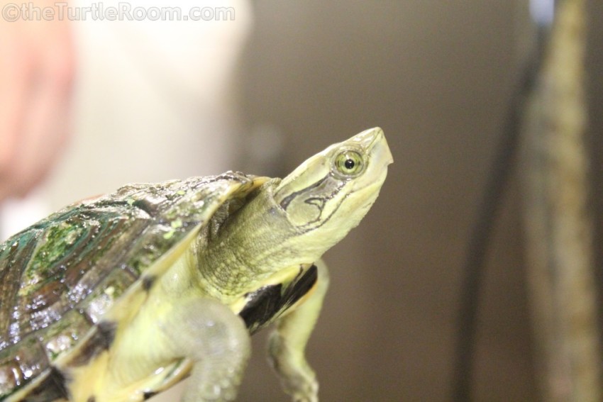 Adult Cuora pani (Pan's Box Turtle) - Knoxville Zoo