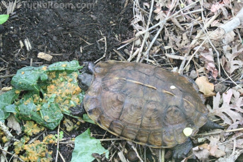 Adult Heosemys depressa (Arakan Forest Turtle) - Knoxville Zoo
