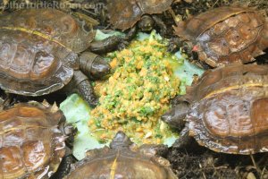 Juvenile Heosemys spinosa (Spiny Turtles) - Knoxville Zoo