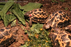 Juvenile Pyxis arachnoides brygooi (Northern Spider Tortoise) - Knoxville Zoo