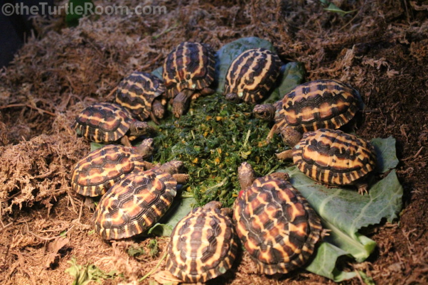 Juvenile Pyxis planicauda (Flat-Tailed Spider Tortoise) - Knoxville Zoo