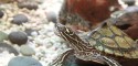 Adult Male Graptemys oculifera (Ringed Map Turtle)