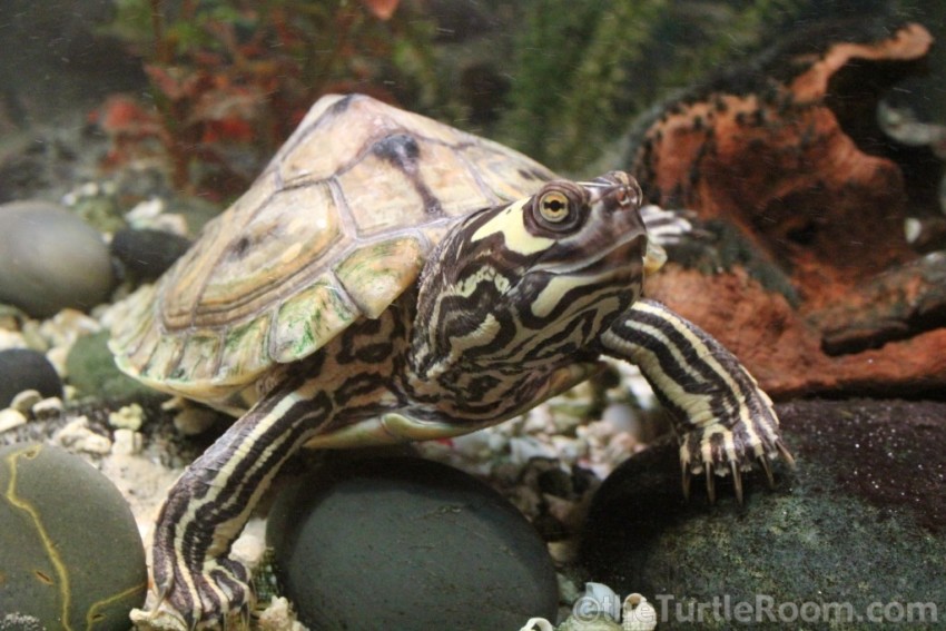 Sub-Adult Female Graptemys barbouri (Barbour's Map Turtle)