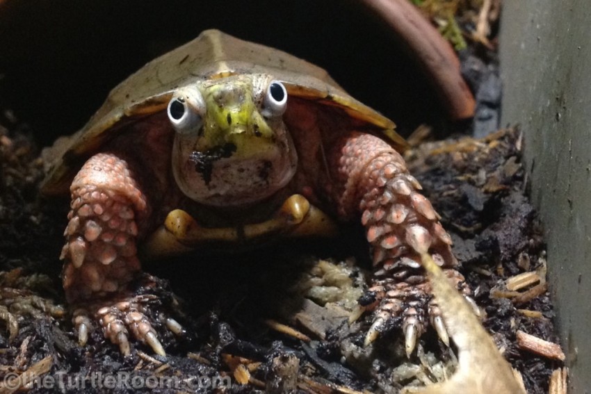 Adult Male Geoemyda spengleri (Vietnamese Black-Breasted Leaf Turtle)