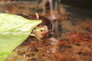 Hatchling Cuora flavomarginata (Chinese Yellow Margined Box Turtle)
