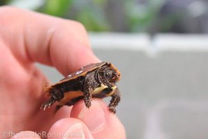 Hatchling Vietnamese Black Breasted Leaf Turtle (Geoemyda spengleri)