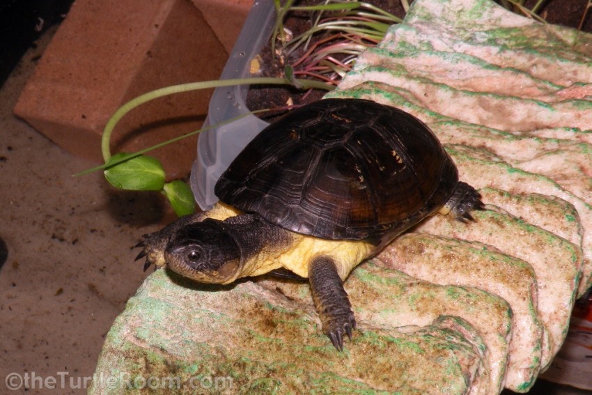 Adult Female Pelusios nanus (African Dwarf Mud Turtle)
