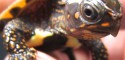 Hatchling Vietnamese Black Breasted Leaf Turtle (Geoemyda spengleri)