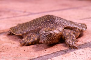 Hatchling Trionyx triunguis (Nile River Softshell Turtle)