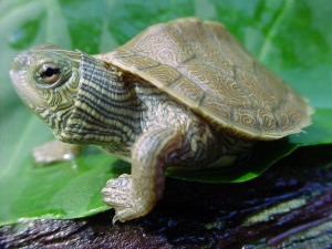 Hatchling Graptemys geographica (Northern Map Turtle) - Photo Credit: Paul Vander Schouw