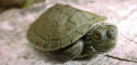 Hatchling Graptemys geographica (Northern Map Turtle) - Photo Credit: Paul Vander Schouw