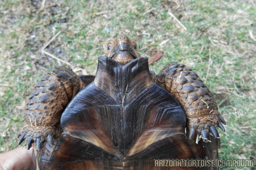 Adult Gopherus berlandieri (Texas Tortoise)
