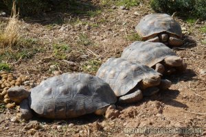 Adult Gopherus morafkai (Sonoran Desert Tortoise)