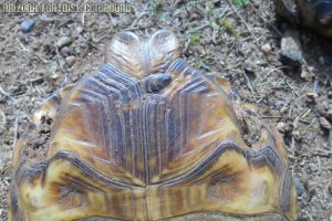 Adult Gopherus morafkai (Sonoran Desert Tortoise)