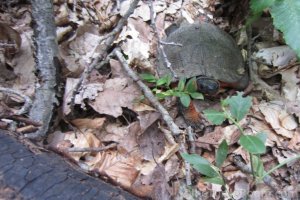 Adult Glyptemys insculpta (North American Wood Turtle) with transmitter