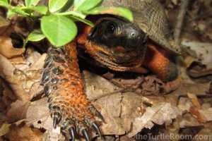 Adult Glyptemys insculpta (North American Wood Turtle)