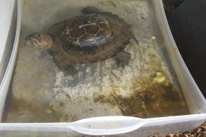 Adult Cuora mouhotii obsti (Southern Keeled Box Turtle)