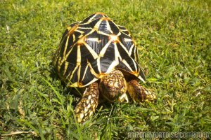 Adult Geochelone elegans, Sri Lanka variant (Sri Lankan Star Tortoise)