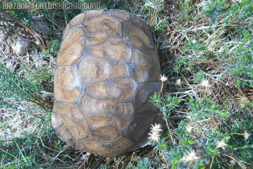 Adult Gopherus agassizii (Mojave Desert Tortoise)